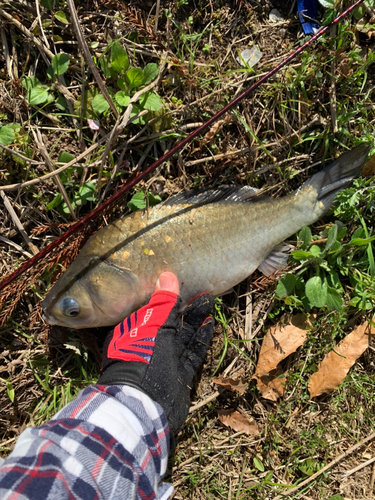 フナの釣果