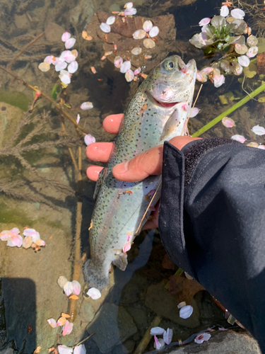 ニジマスの釣果