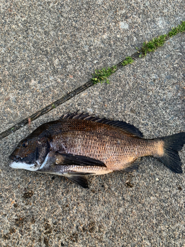 チヌの釣果