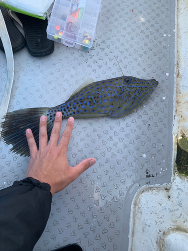 ソウシハギの釣果