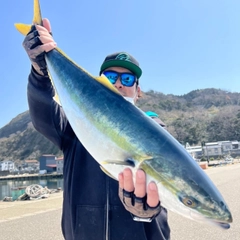 ブリの釣果