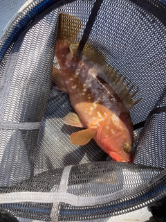 アコウの釣果