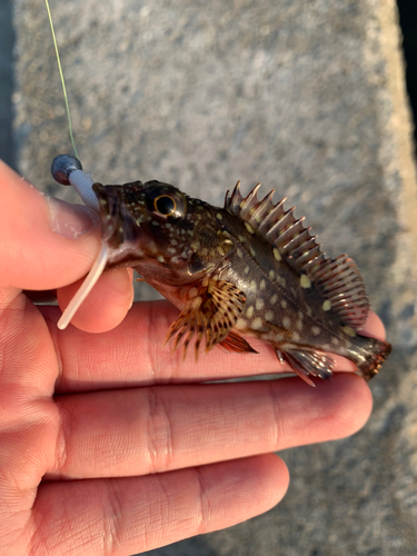 カサゴの釣果