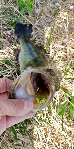 ブラックバスの釣果