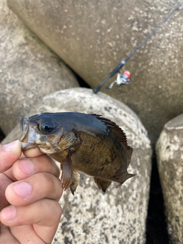 キンメバルの釣果