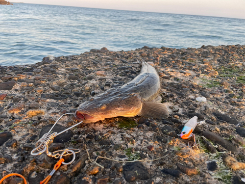 マゴチの釣果