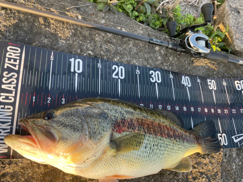 ブラックバスの釣果