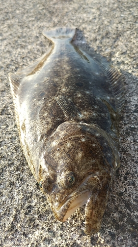 ヒラメの釣果