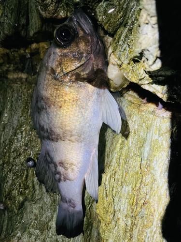 シロメバルの釣果