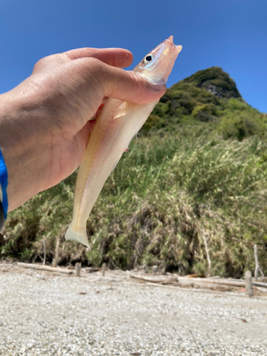 シロギスの釣果