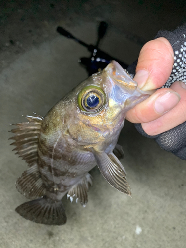 メバルの釣果