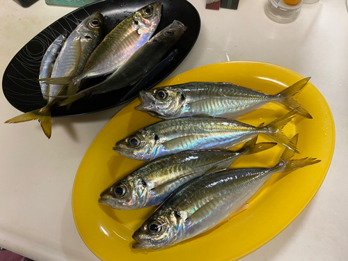 マアジの釣果