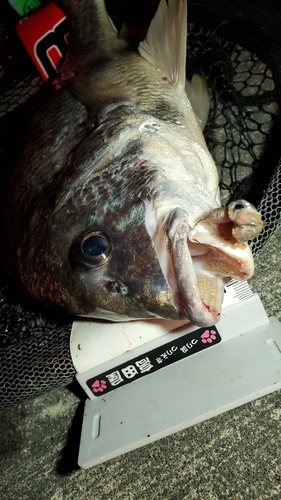 キビレの釣果