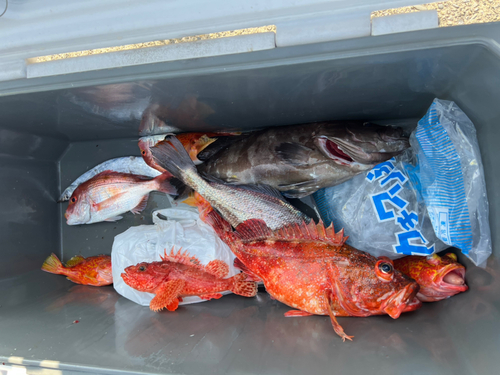 マハタの釣果