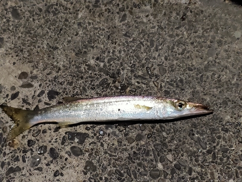 カマスの釣果