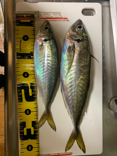 アジの釣果