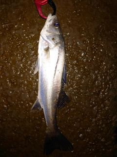 セイゴ（マルスズキ）の釣果
