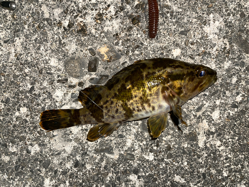 タケノコメバルの釣果