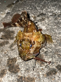 カサゴの釣果