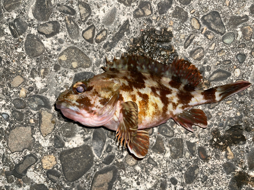 カサゴの釣果