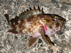 カサゴの釣果