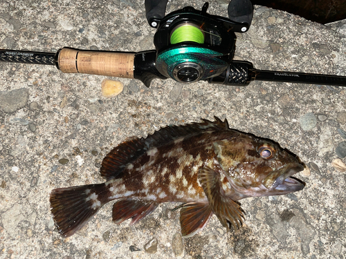 カサゴの釣果