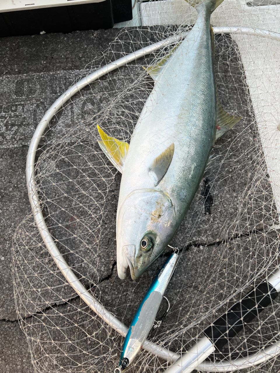 遊漁船たかくらさんの釣果 3枚目の画像