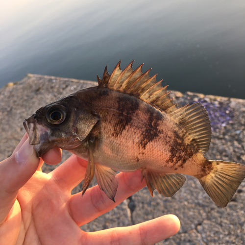 メバルの釣果