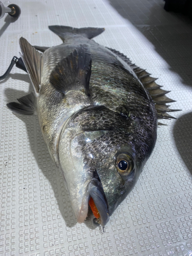 クロダイの釣果