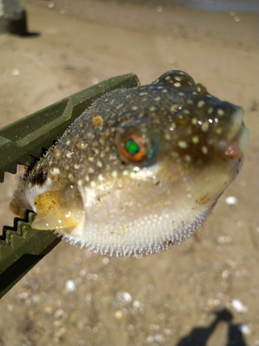 クサフグの釣果