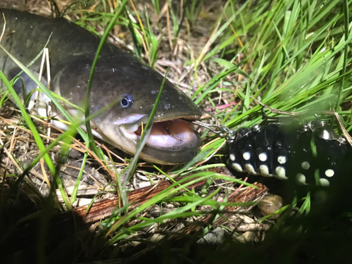 ナマズの釣果