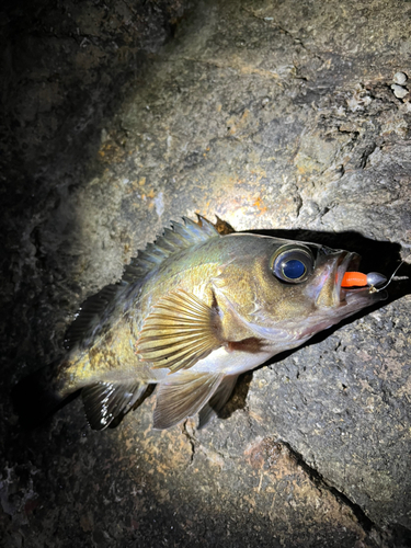 メバルの釣果