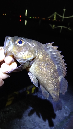 エゾメバルの釣果