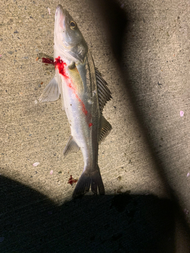 シーバスの釣果