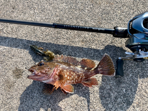 ガシラの釣果