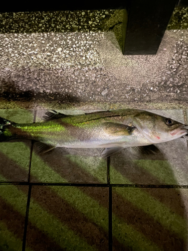 シーバスの釣果