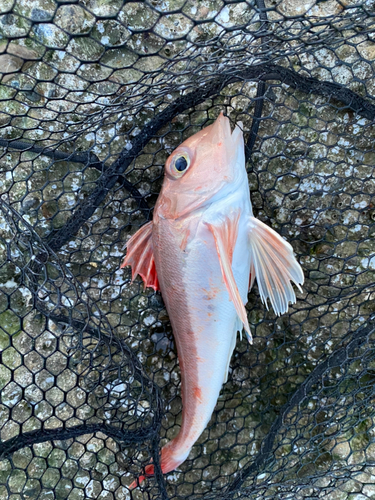 カナガシラの釣果