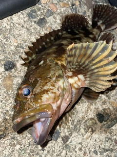 ムラソイの釣果