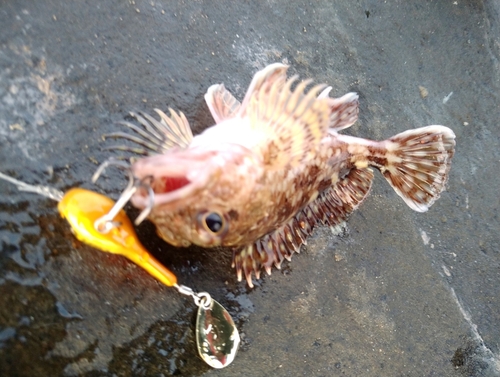 カサゴの釣果