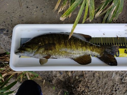 スモールマウスバスの釣果