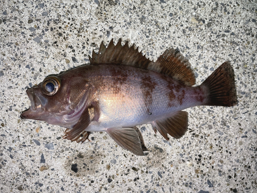 メバルの釣果