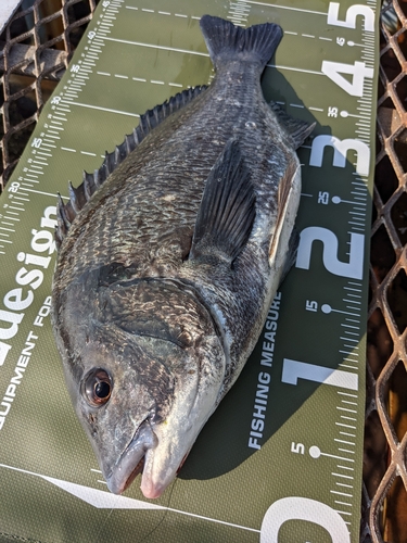 クロダイの釣果