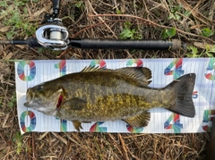 スモールマウスバスの釣果