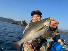 イサキの釣果