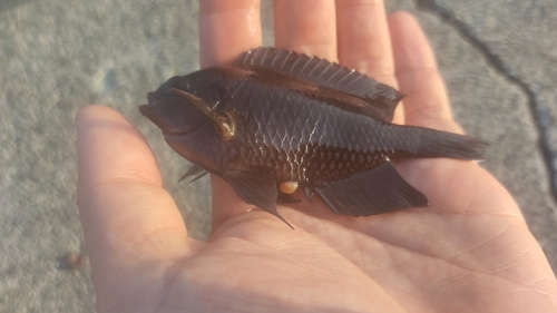 スズメダイの釣果