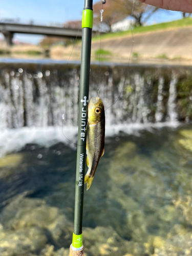 カワムツの釣果