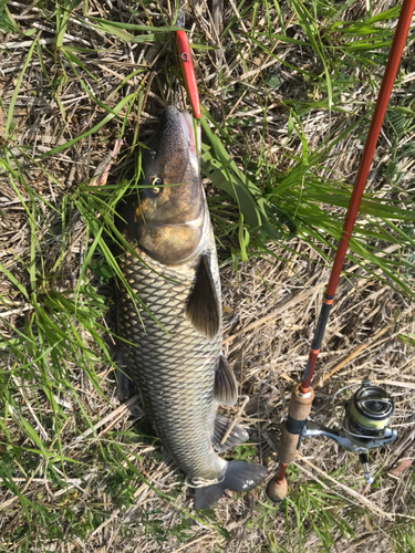 ニゴイの釣果