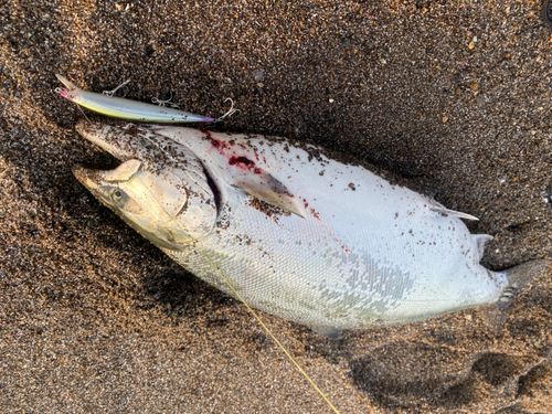 サクラマスの釣果