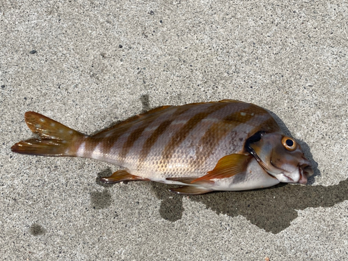 タカノハダイの釣果