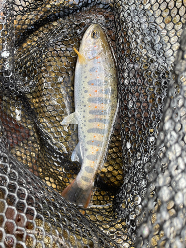 アマゴの釣果